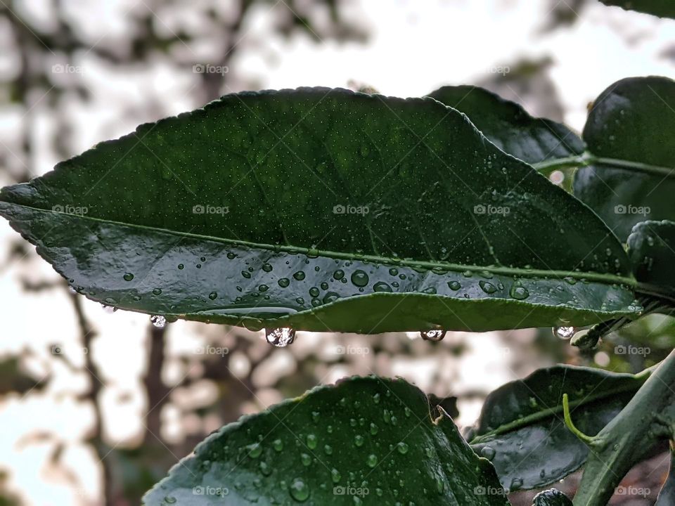 lime leaves