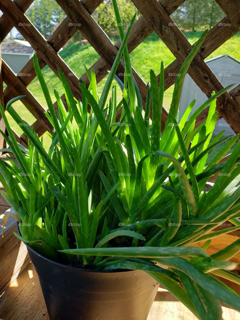 Beautiful aloe plant