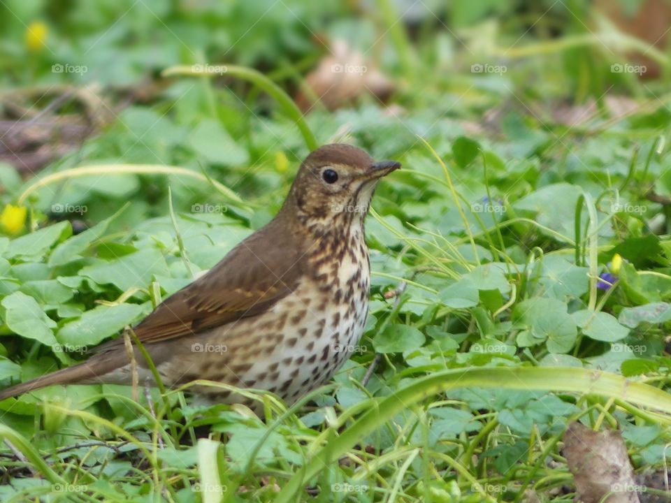 brown bird in the grass