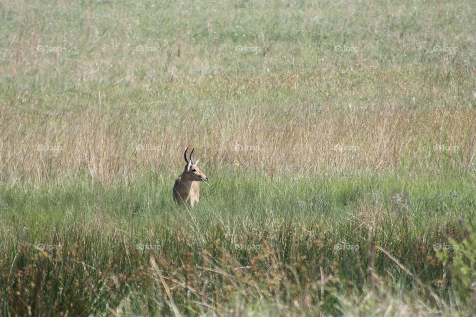 Reedbuck on the plains.