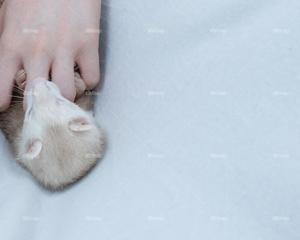 Cuddle white faced ferret on a white blanket