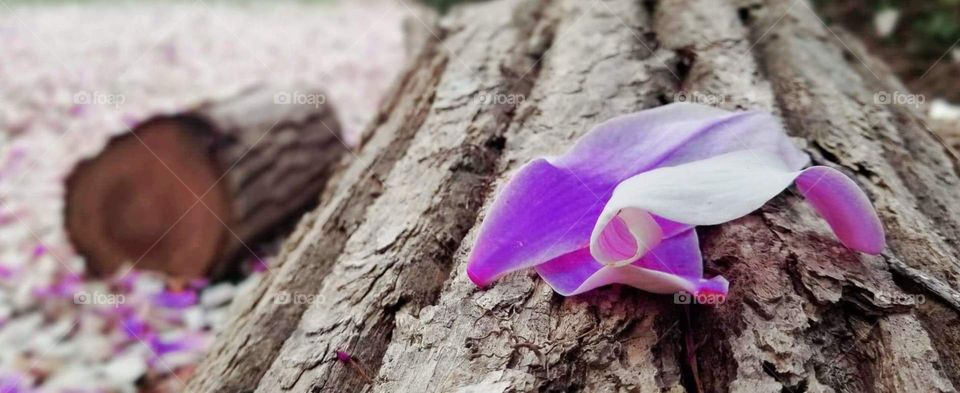 petals on a log