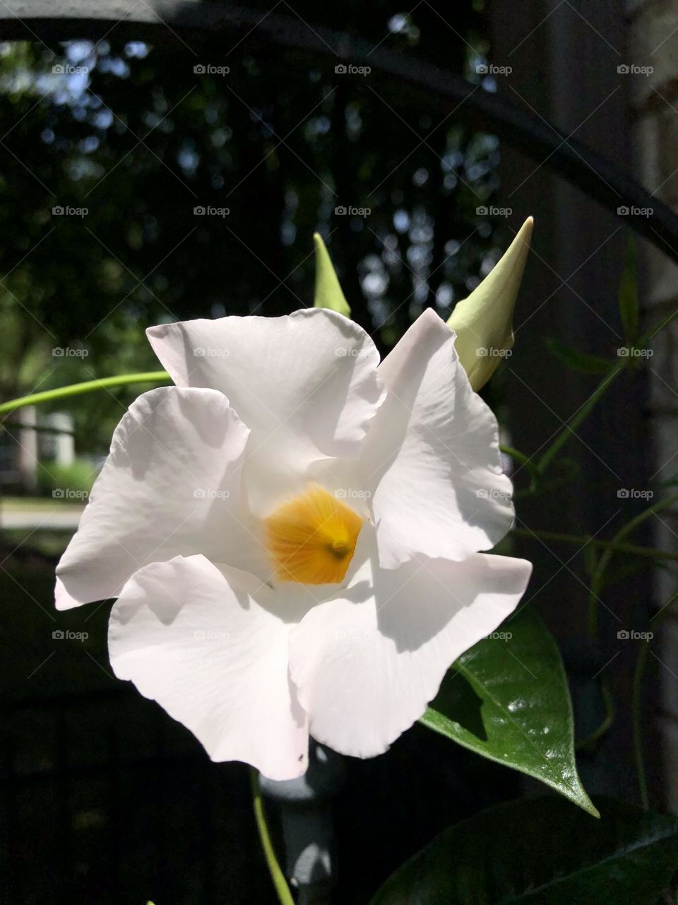 White Mandevilla flowers and buds blooming leaves foliage trellis backyard container patio plants 