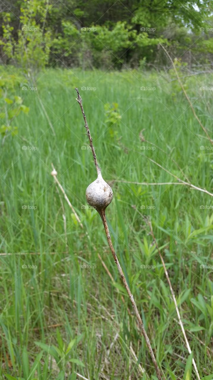 insect boll. checking the fields