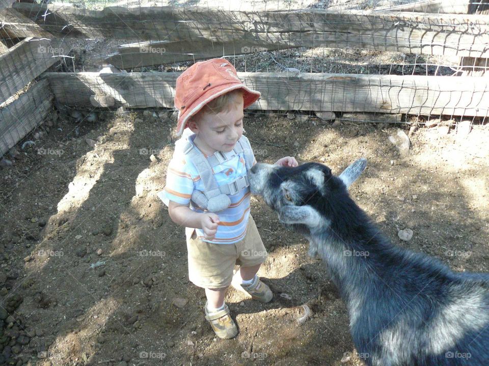 Petting a goat