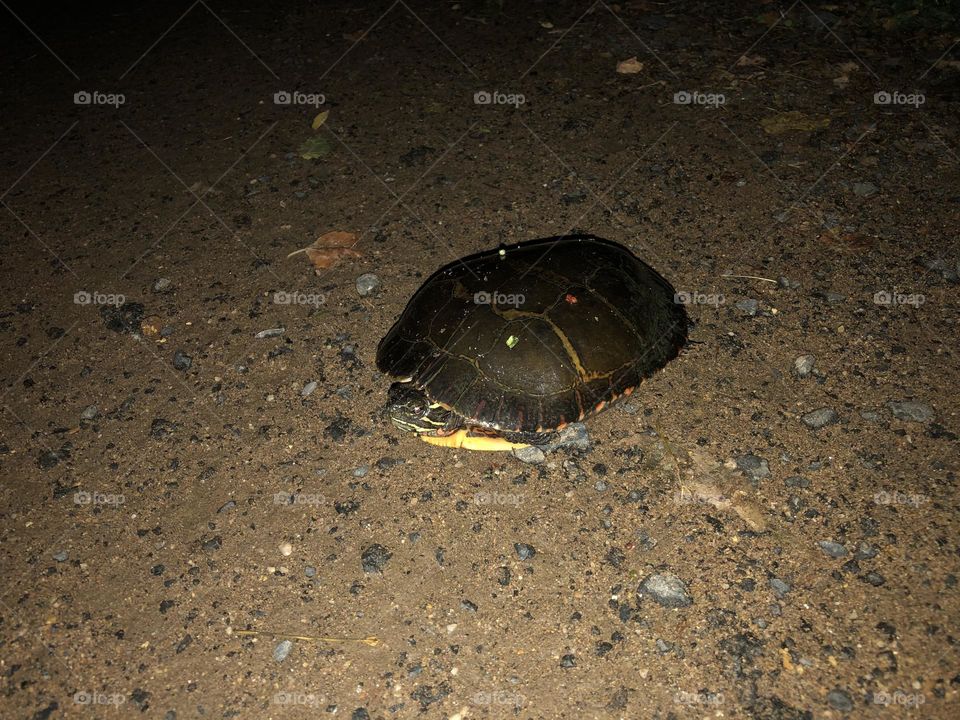 Turtle 