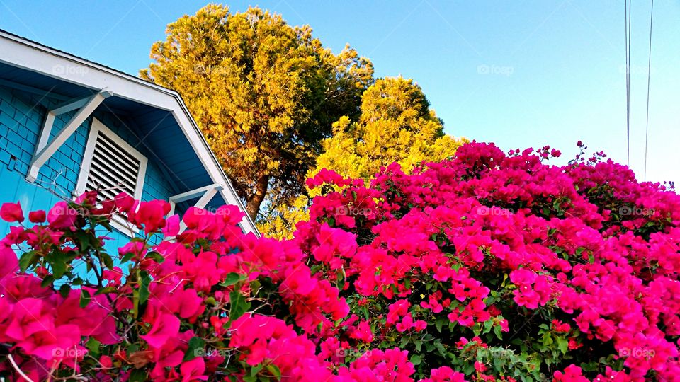 Bougainvillea. Pink Bougainvillea against blue house & Yellow  leaves