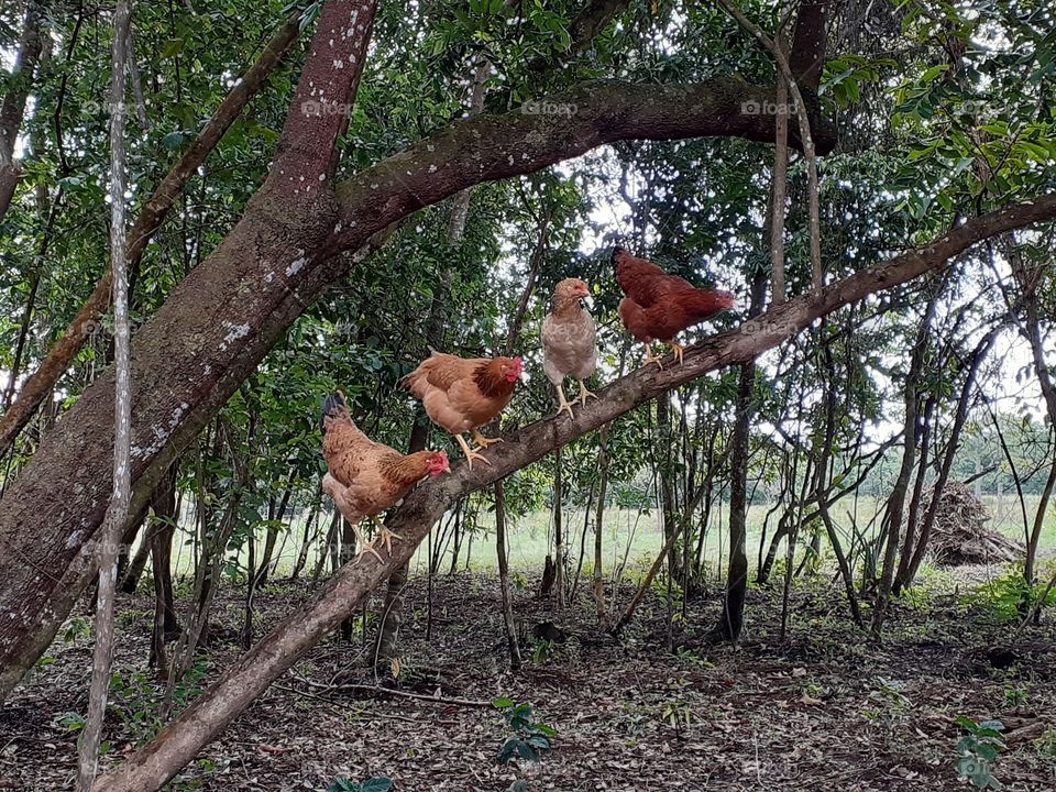 Chikens on a leaning tree