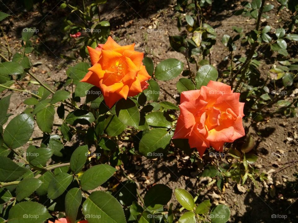beautiful orange roses