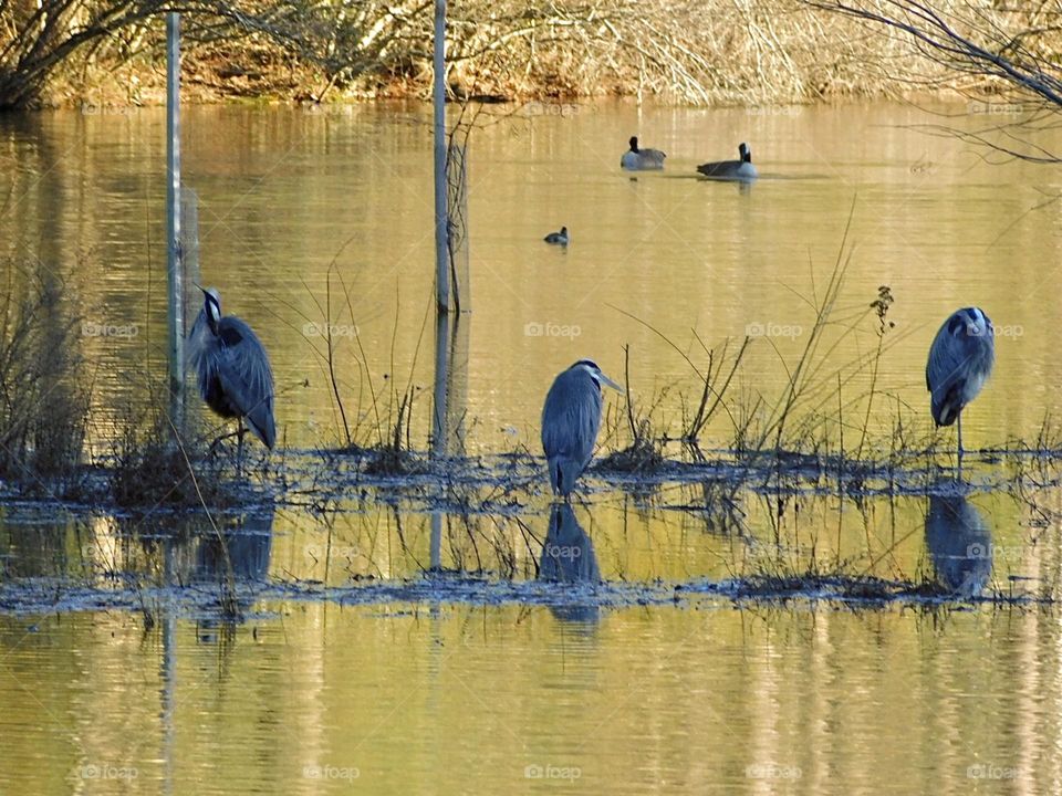 Blue herons resting at dusk