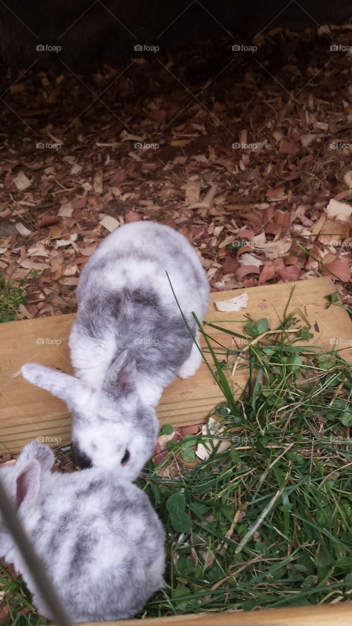 Bunny babies. spring babies
