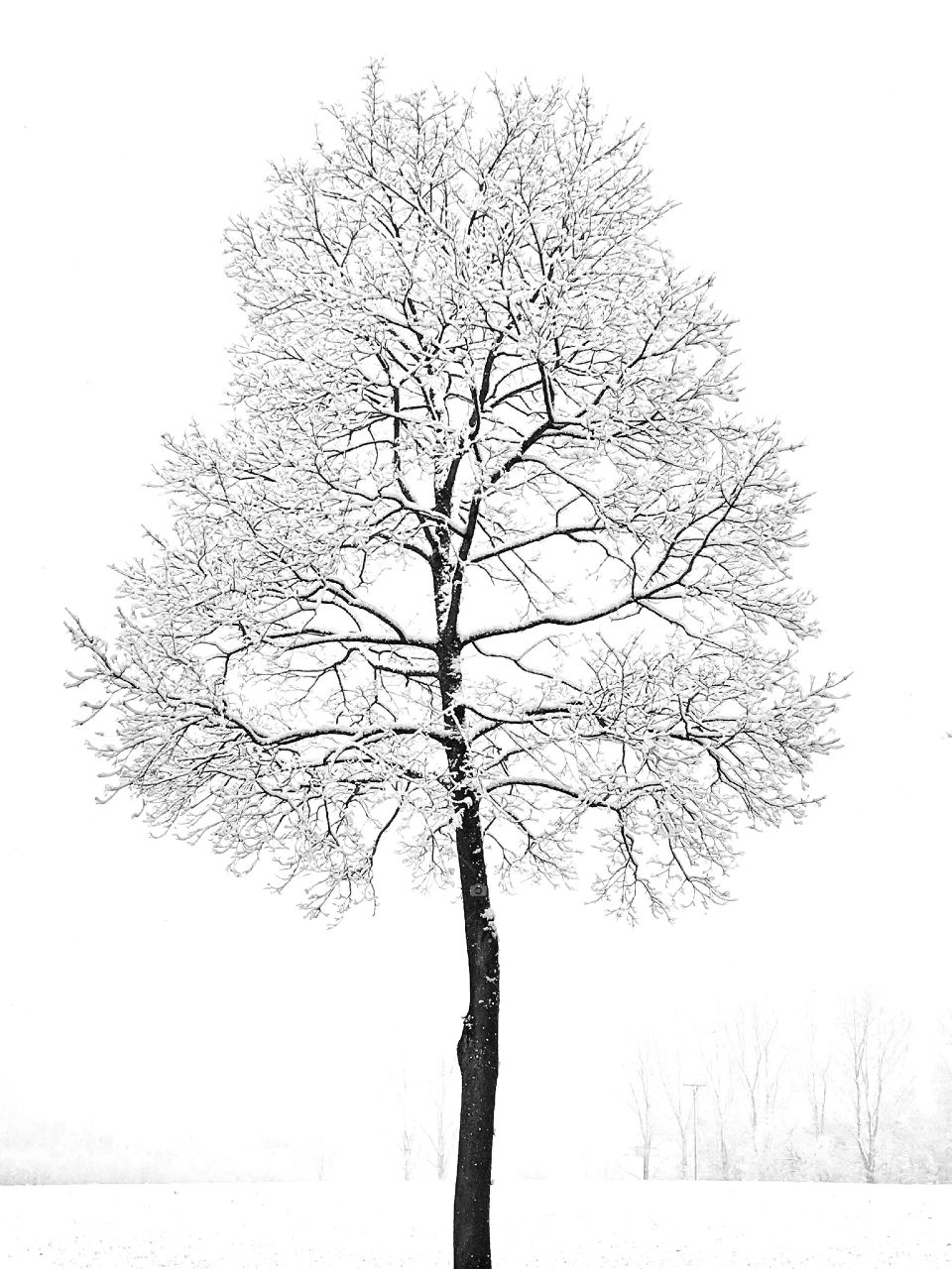 Winter Tree 