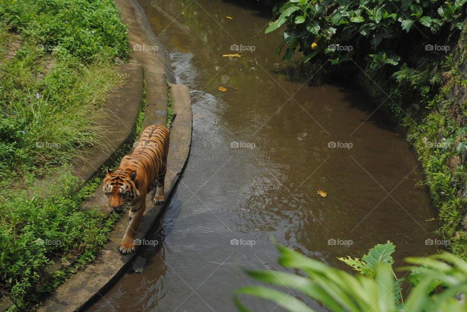 a tiger walking near river