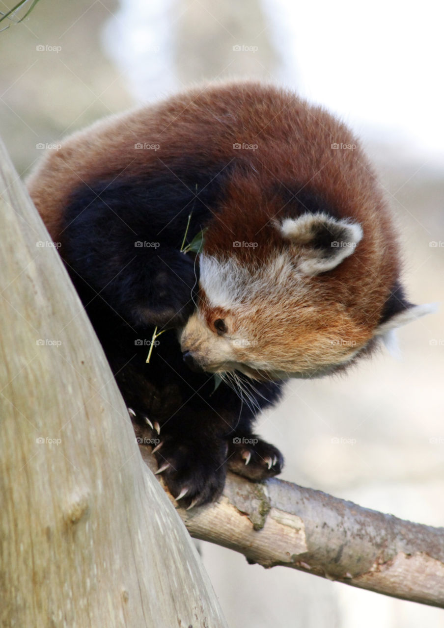 Red panda 