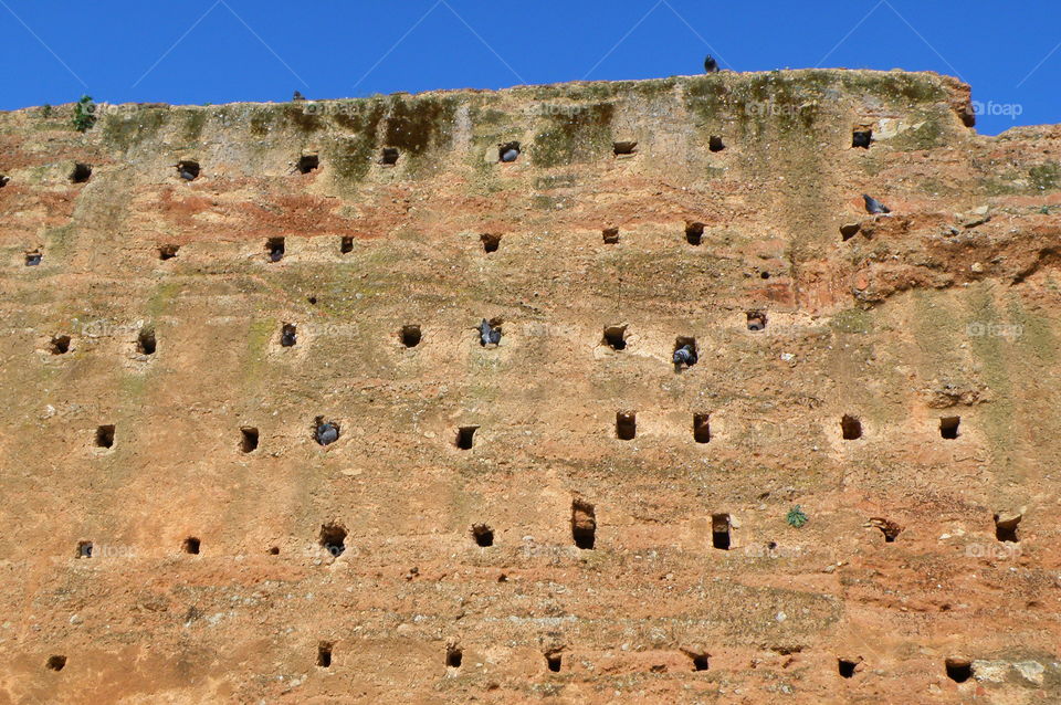 Bird Nests in the Medieval Stone Wall of Meknes, Morocco