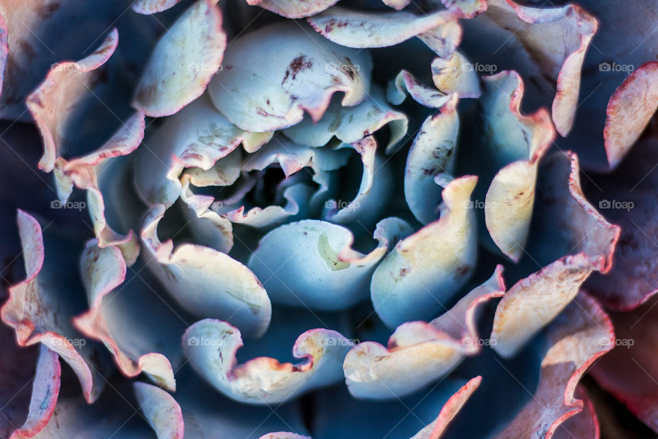 Full frame shot of succulent plant