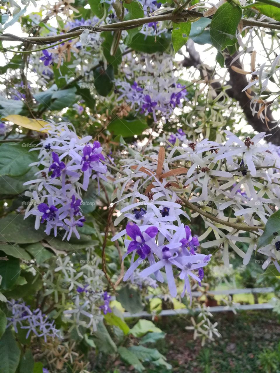 purple flowers