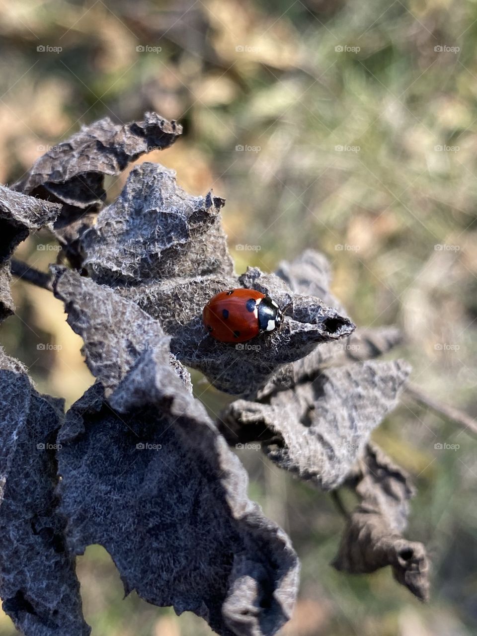 🐞🍂📸