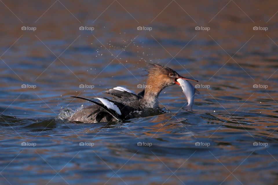 red-breasted merganser