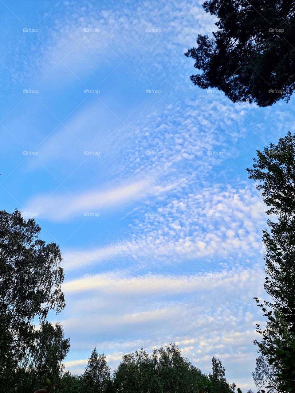 Funny white cumulus clouds on the bright blue sky and trees branches around