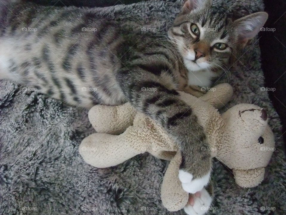 One of our three cats Leo cuddling a Mr Teddy.
Leohad a rough start living outdoors and not being cared for. We have adopted all cats and they are adorable both to people and to each other. π»π»π»π»π»