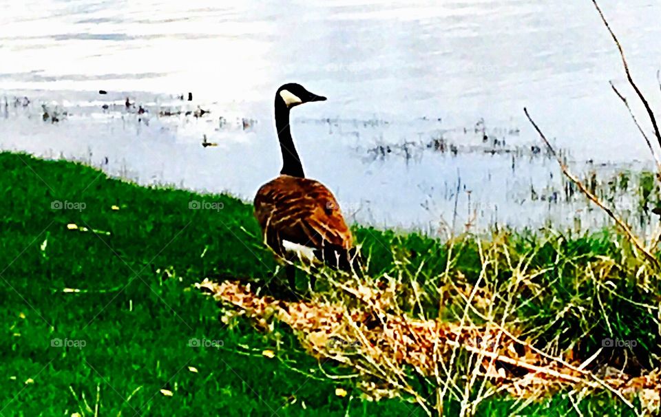 A goose by the lake