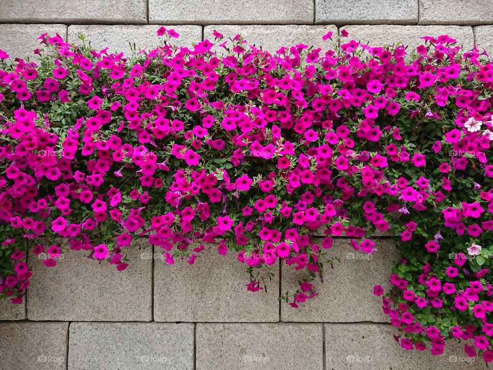 pink wall