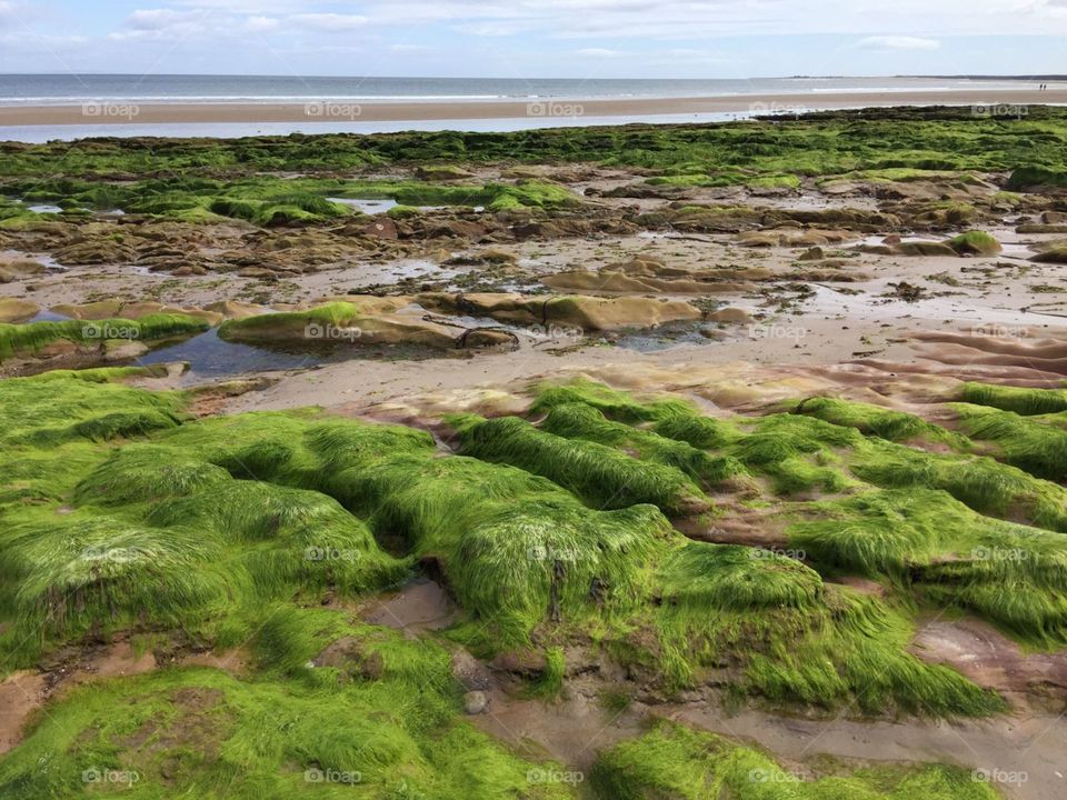 water. sea grass. beauty