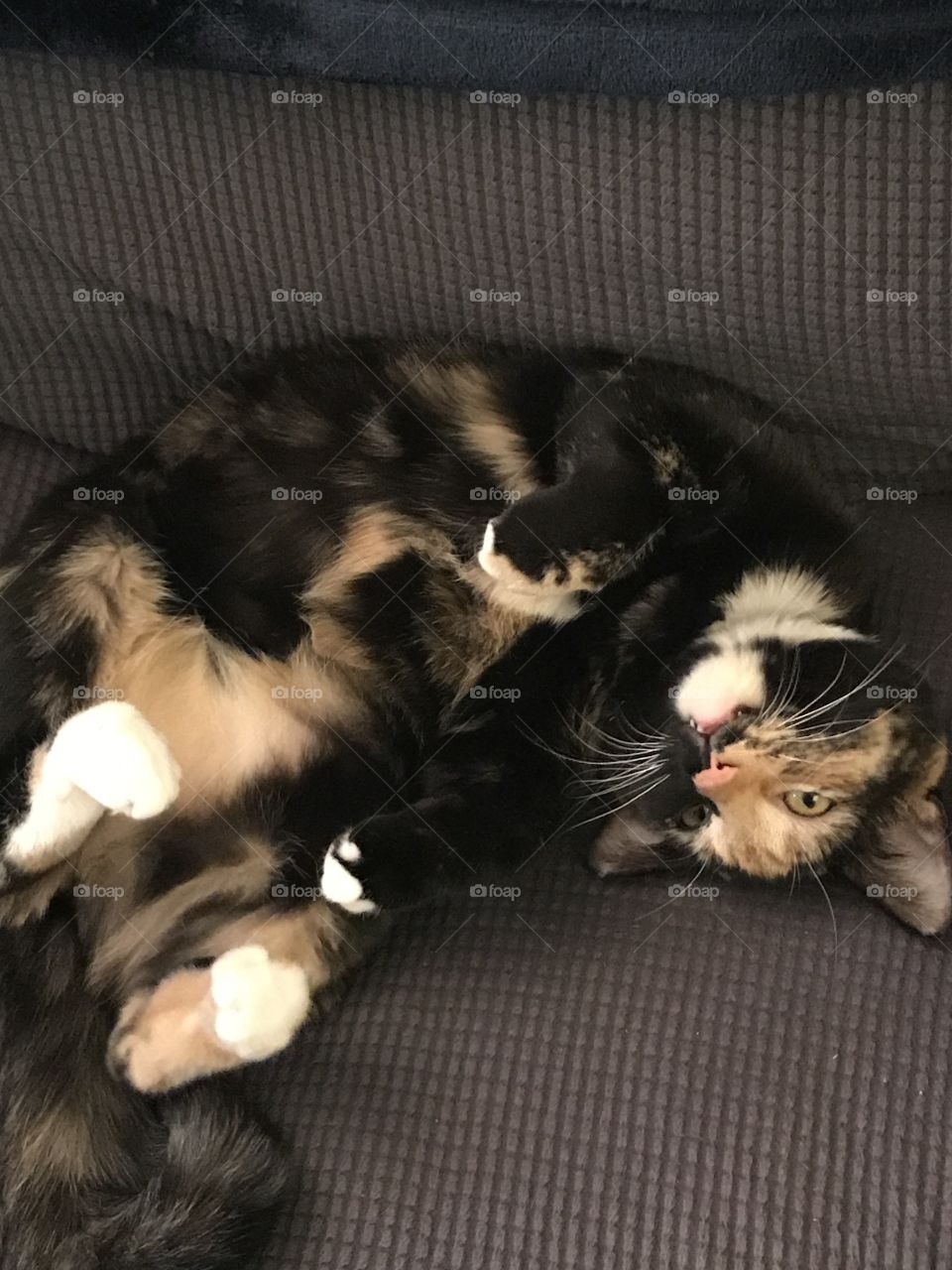 Chloe cat