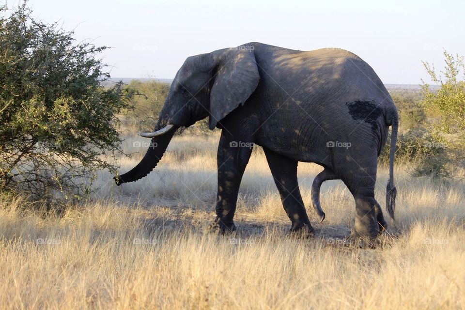 Excited Elephant