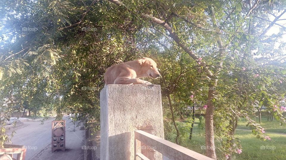dog sitting on gate pillar