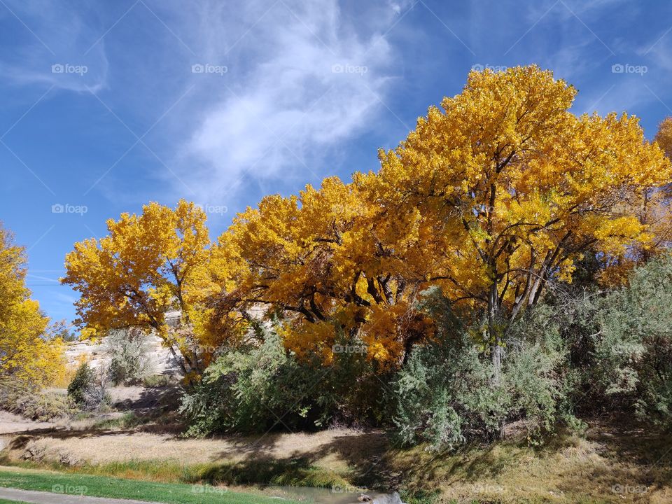 Cottonwood trees in fall color