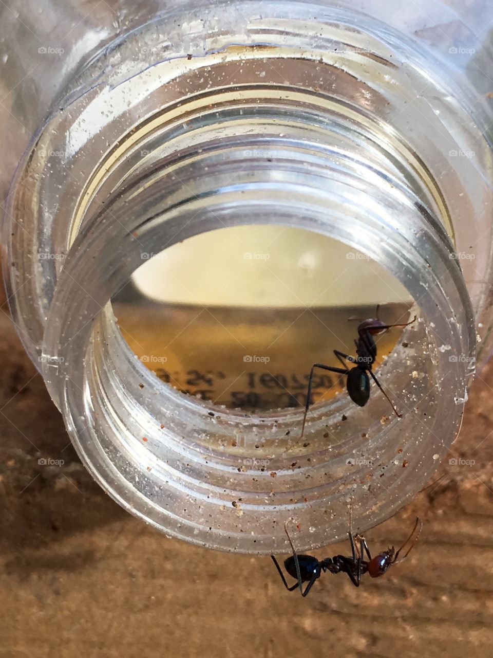 Large bull ant on jar foraging food 