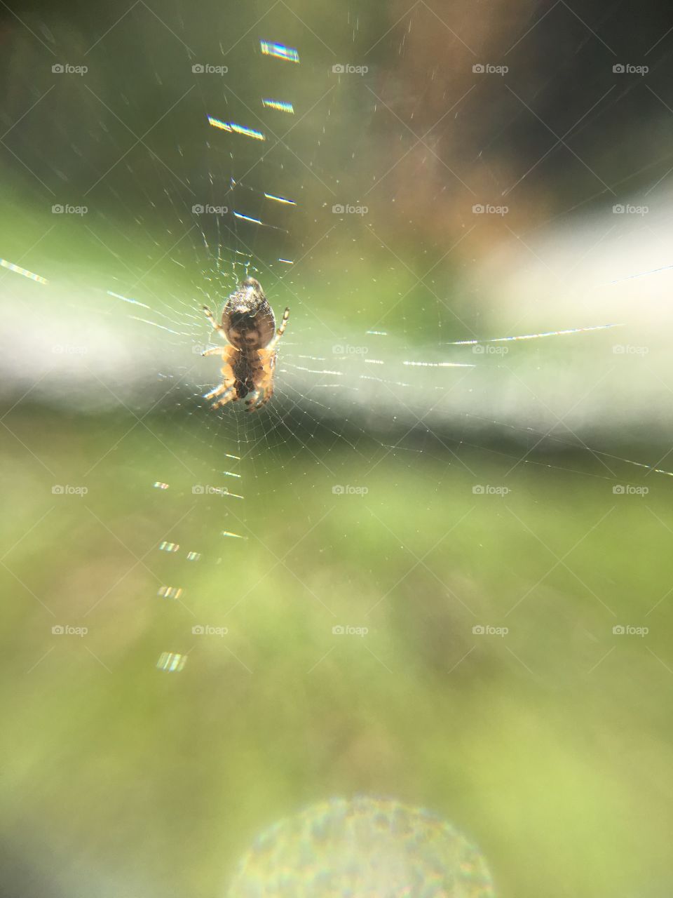 Spider in web