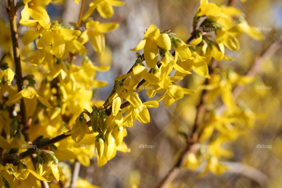 forcythia in spring