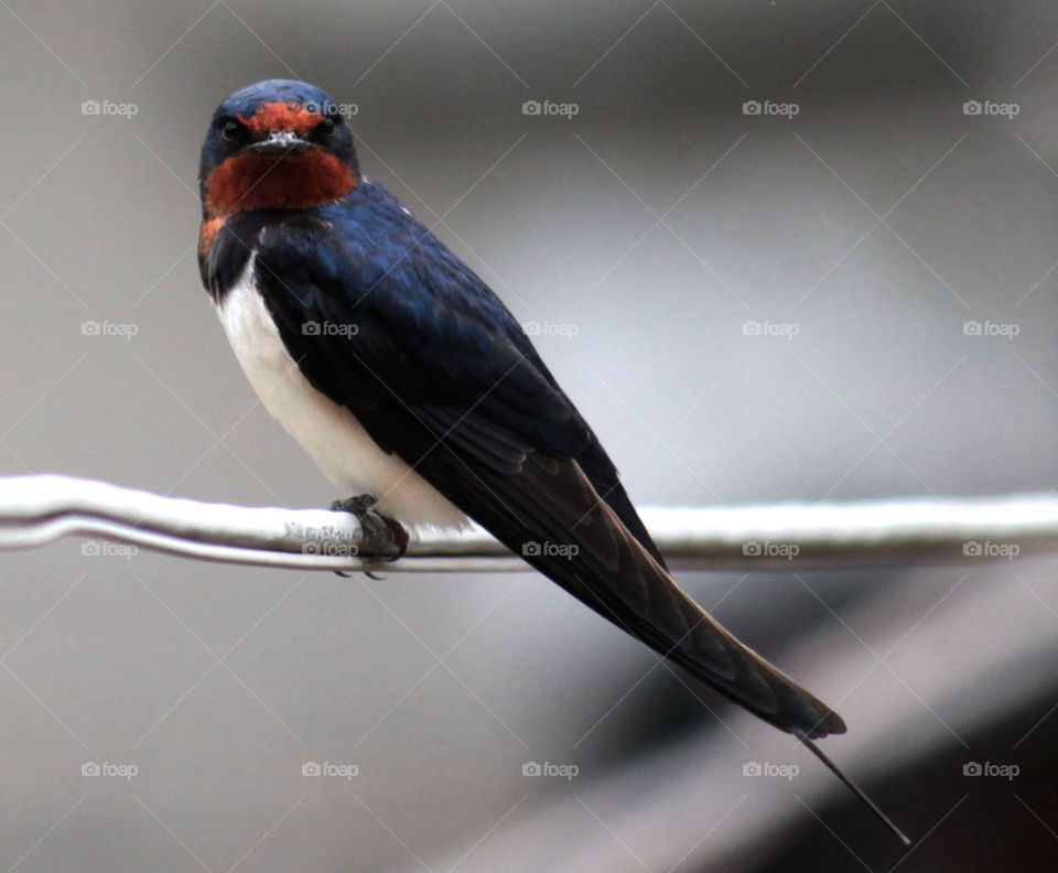swallow