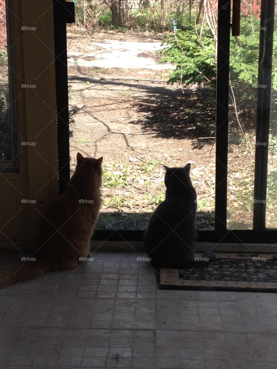 Two cats, longing for the outdoors