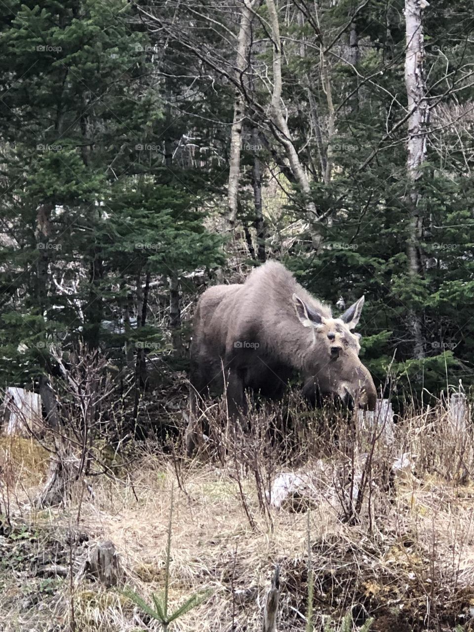 Moose are active in May in Newfoundland