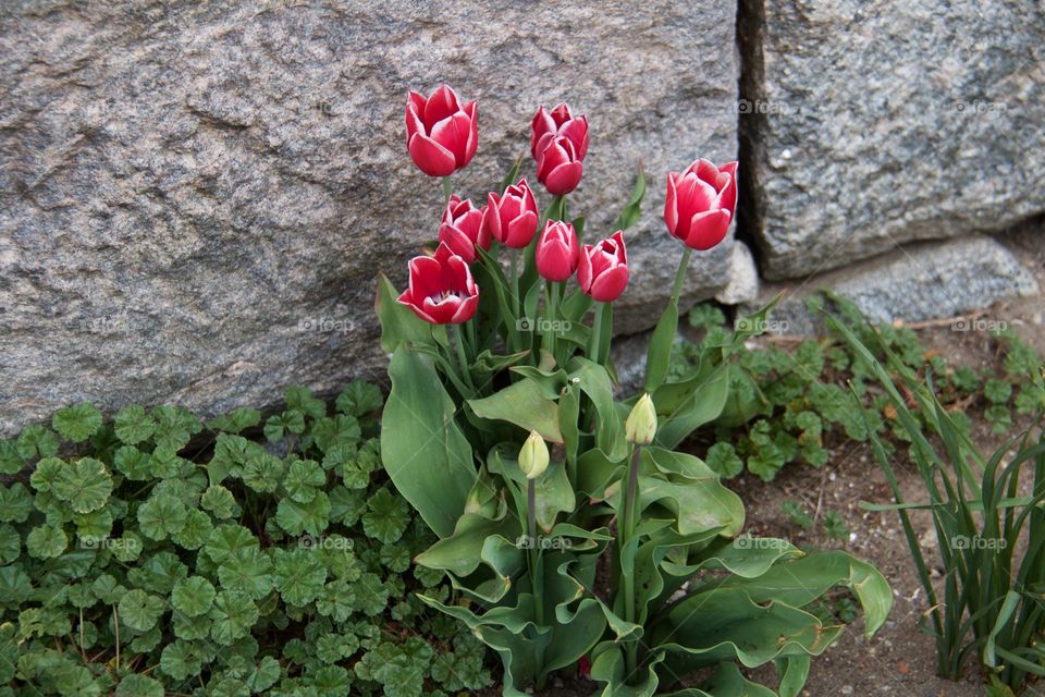 Red tulips . Red tulips 