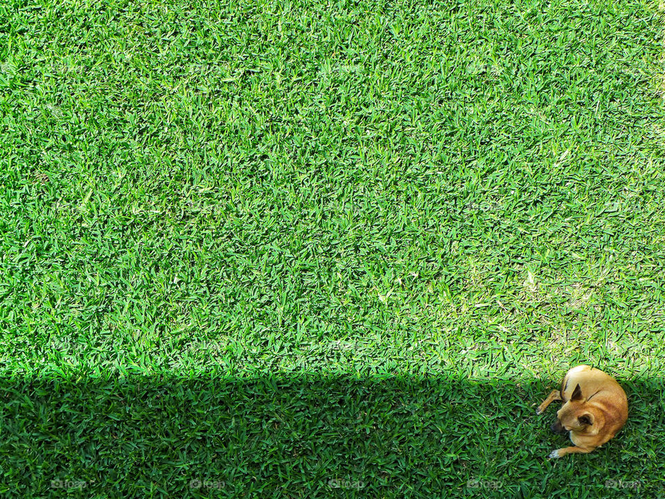 Chihuahua dog resting. Chihuahua dog resting in shadow area garden
