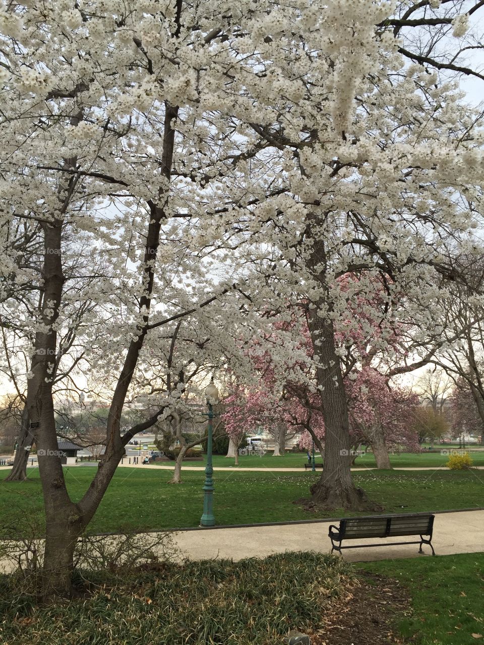 Cherry Blossoms on the Capitol Grounds. Cherry blossoms on the grounds of the U.S. Capitol