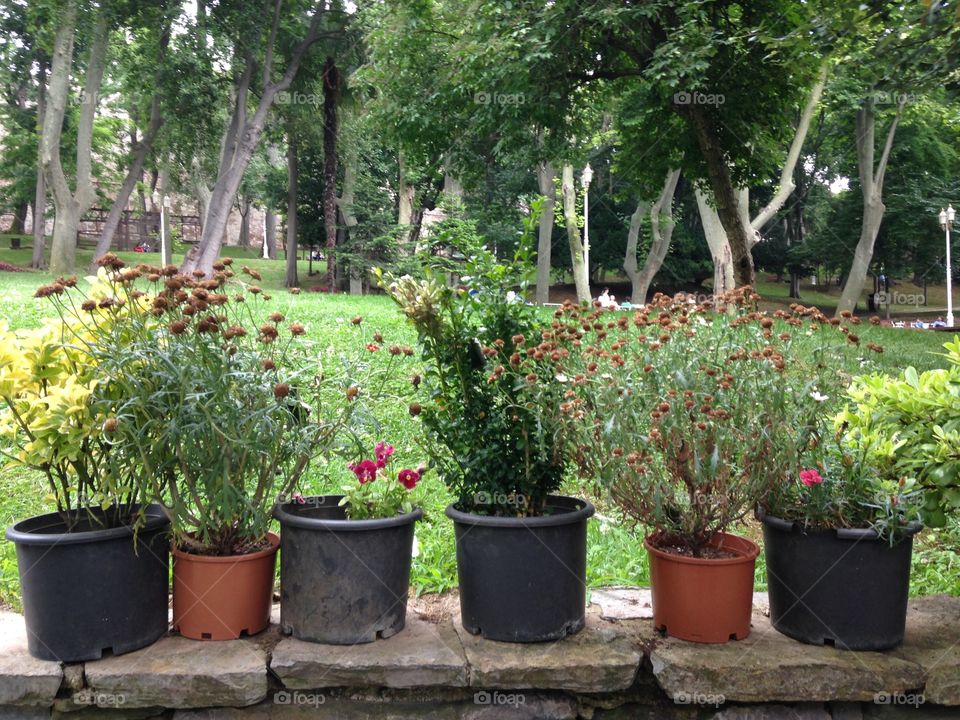 Garden, Flower, Flora, Pot, Leaf