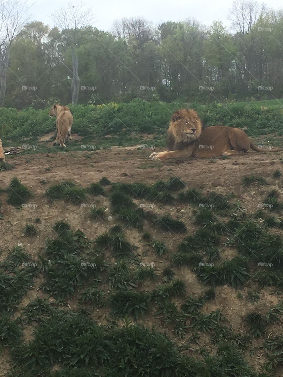 Lions at the zoo