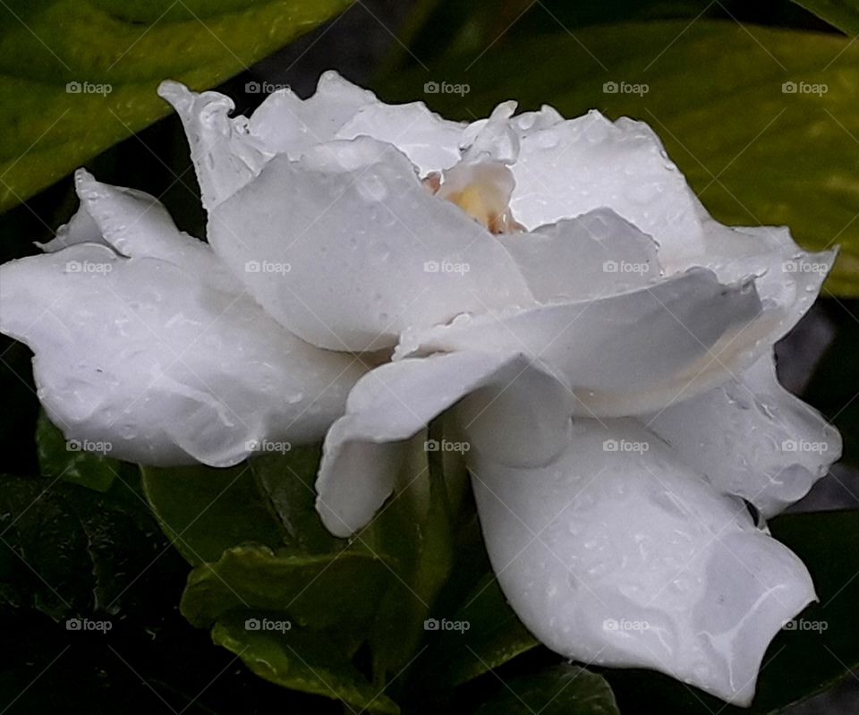 White flower with rain drops