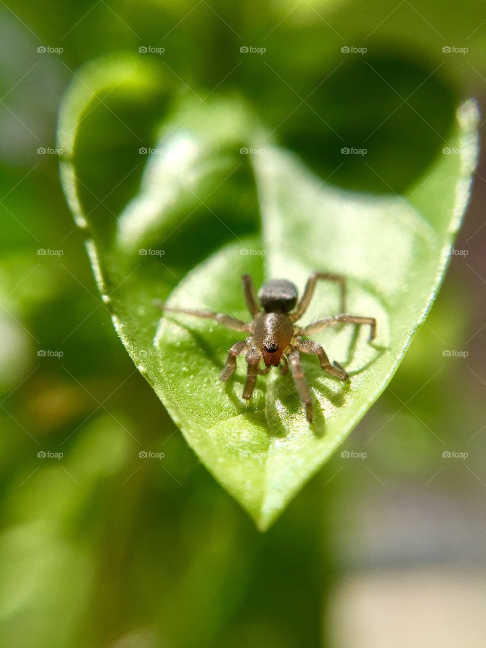 Spider sunbathing on a leaf 