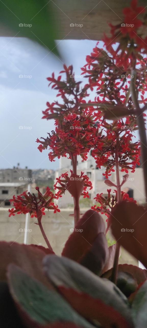 I love this colorful flower