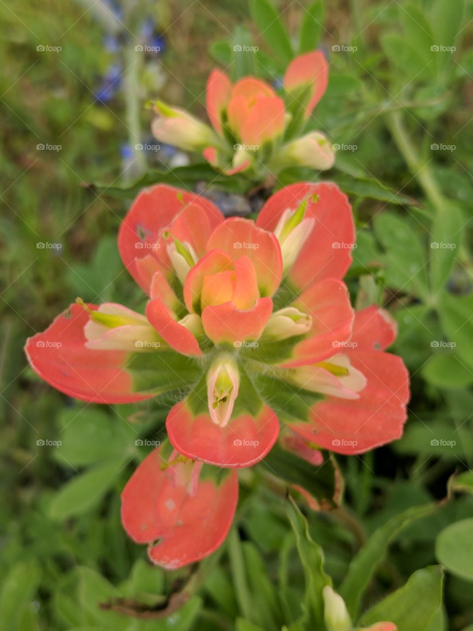 close up of a bright Indian paint brush
