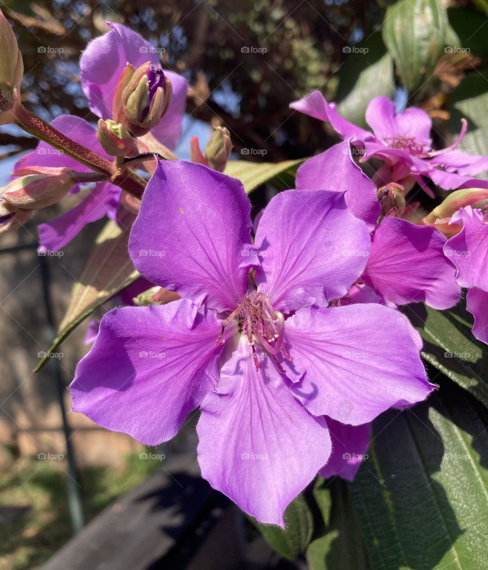 🌹 🇺🇸 Very beautiful flowers to brighten our day.  Live nature and its beauty. Did you like the delicate petals? / 🇧🇷 Flores muito bonitas para alegrar nosso dia. Viva a natureza e sua beleza. Gostaram das pétalas delicadas? 