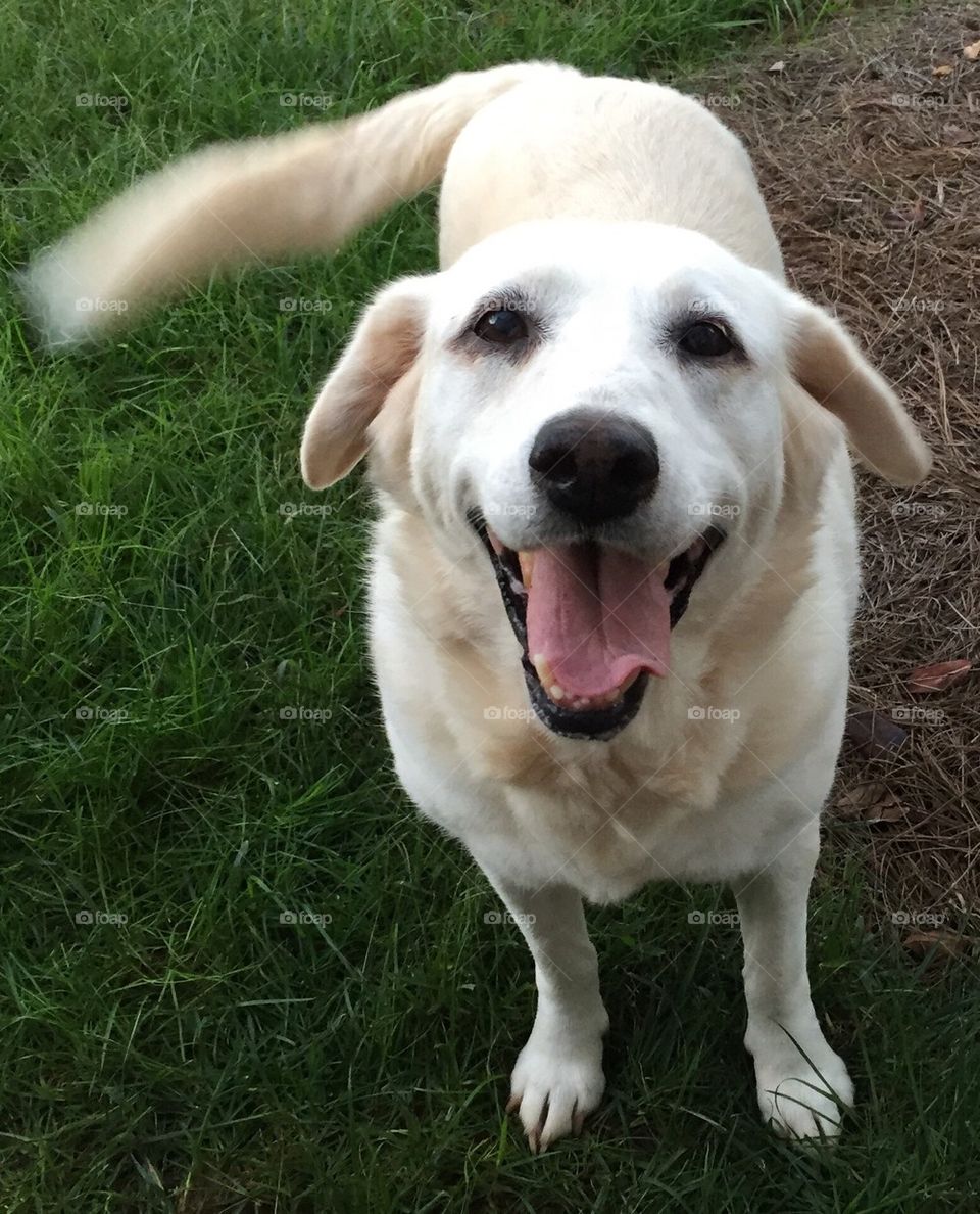 Old lab dog