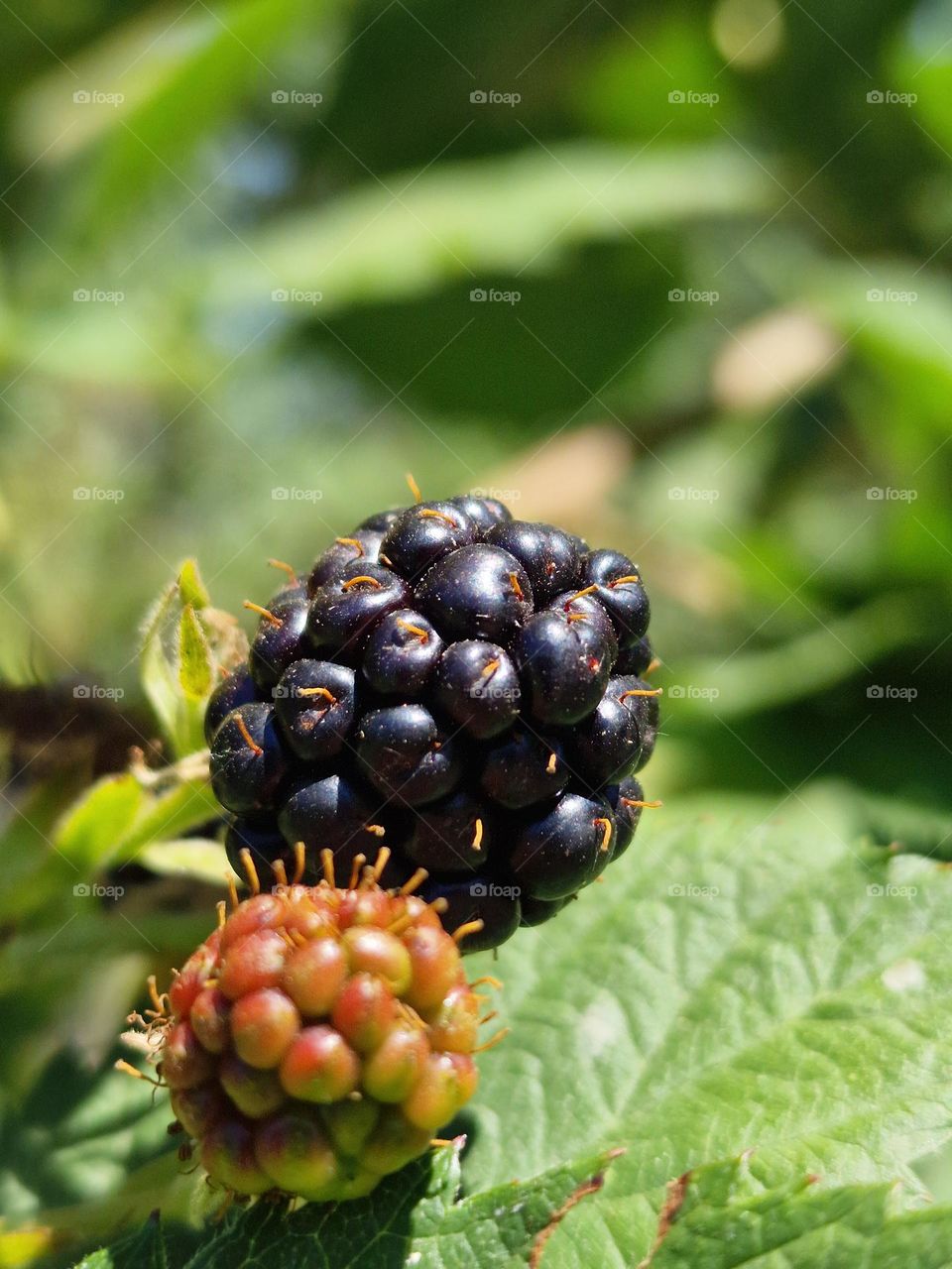 summer fruit, blackberries